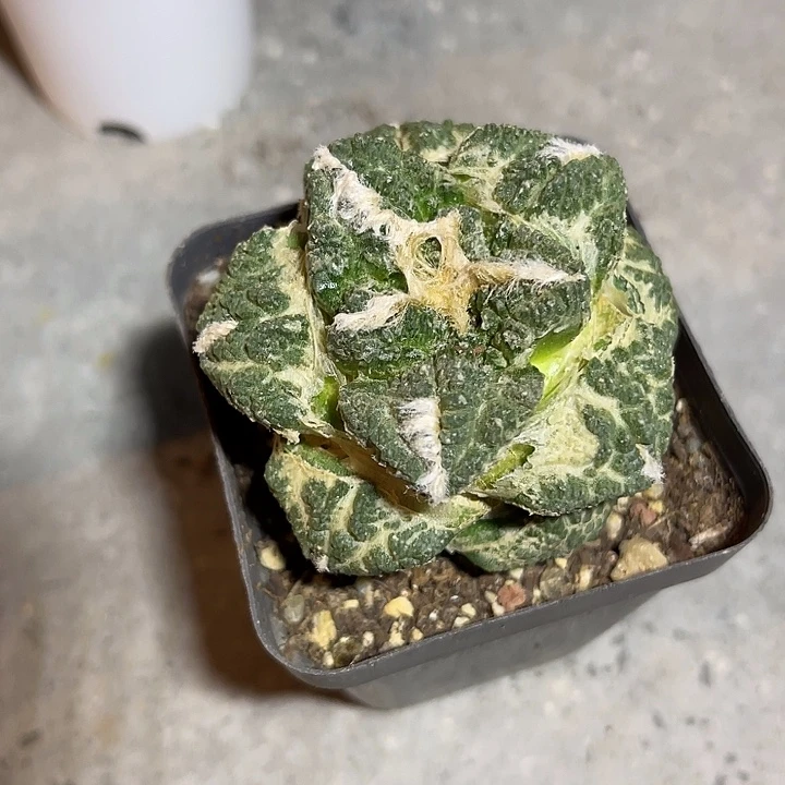 无花朵丸叶牡丹一物一拍