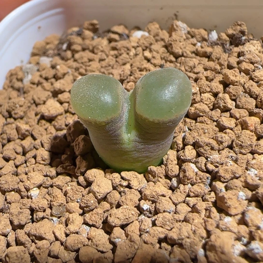 肉锥多肉植物组合-磁铁1006