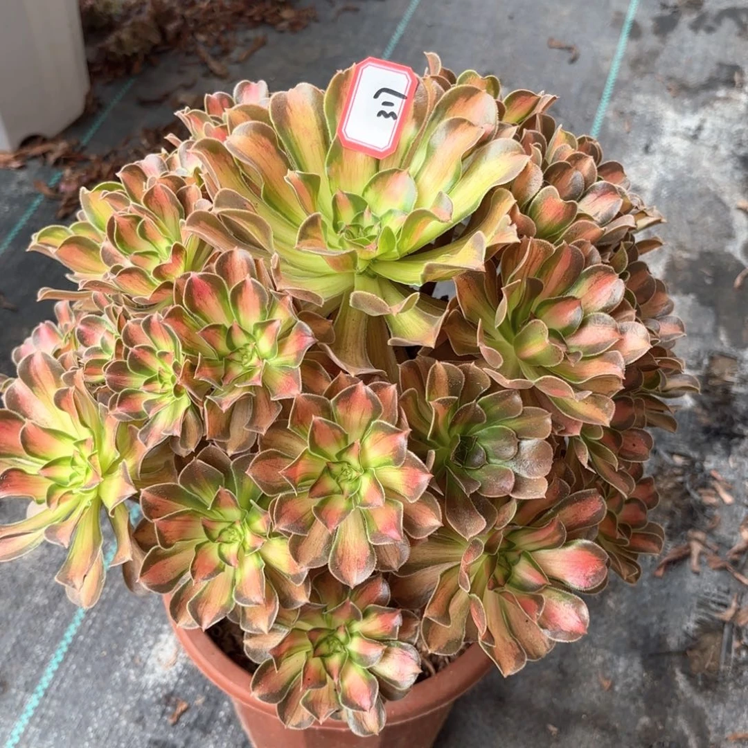 全部花朵泽*317皇后多肉植物