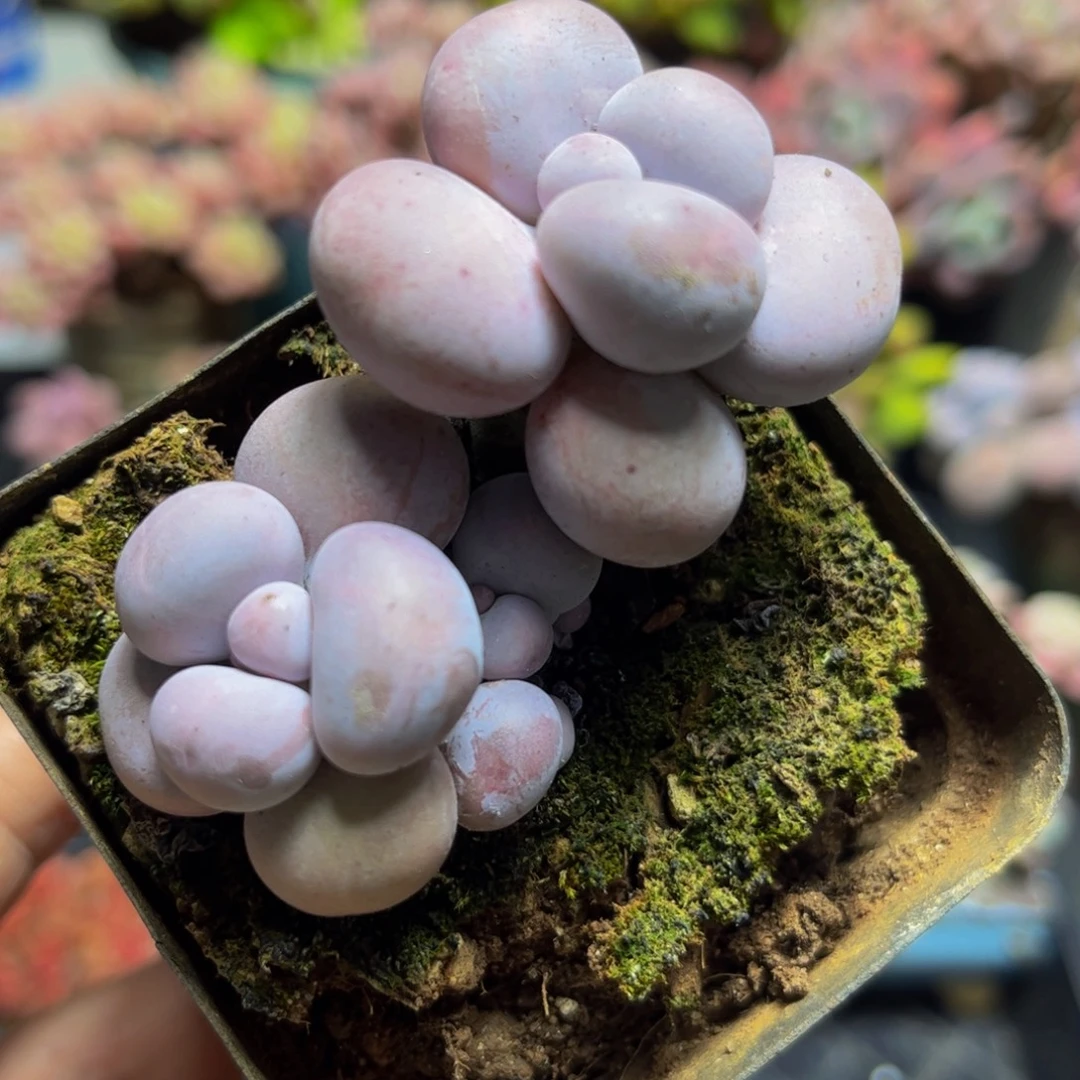 1266芭比奶酪7厘米多肉