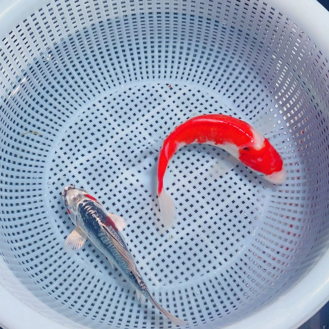 锦鲤锦鲤观赏鱼1111