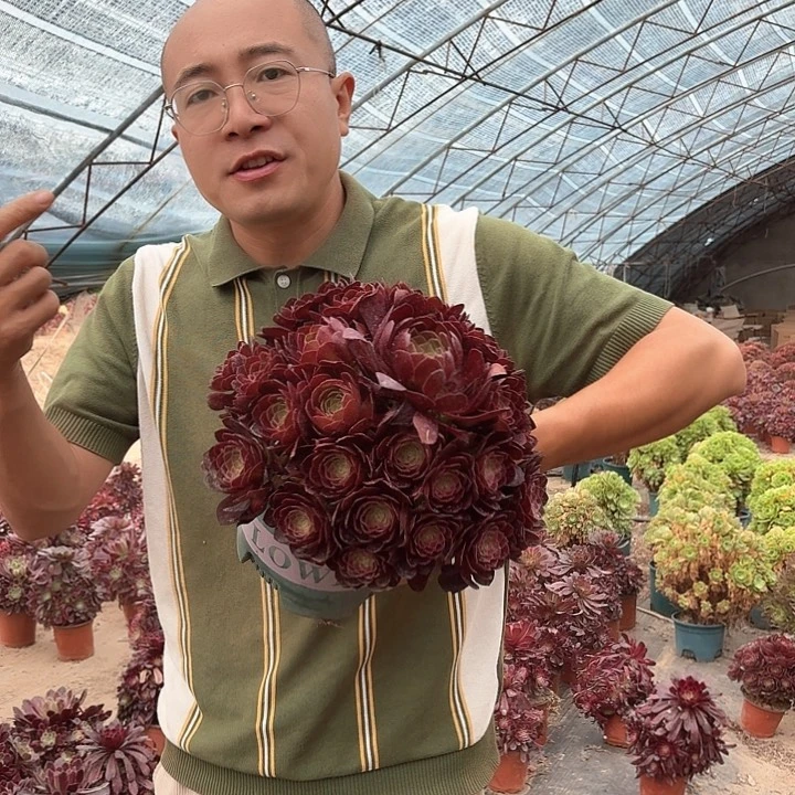 黑魔好看好养好看