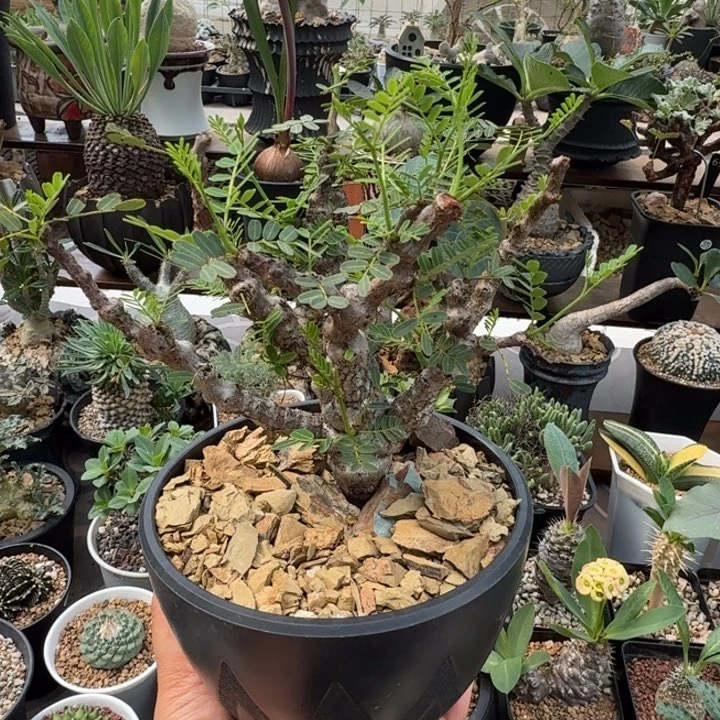 沙漠苏木678 仙人球