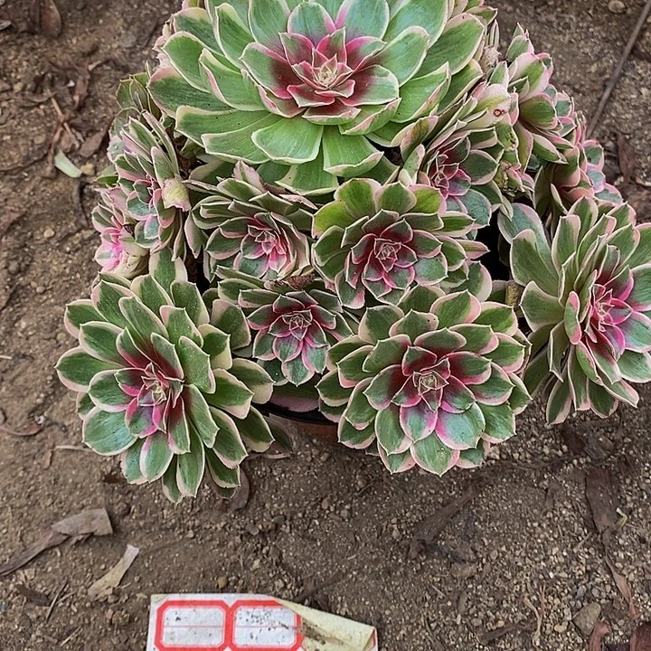 多肉植物孔雀玲457多肉