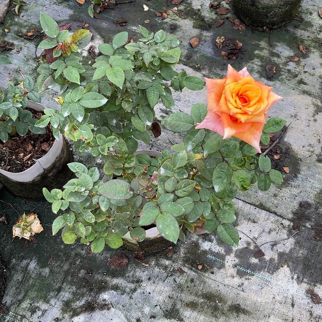 无花朵———旧时光。福利款
