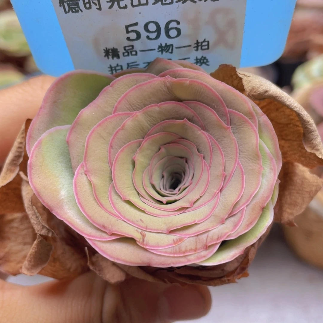 山地玫瑰596裸根发货不售后