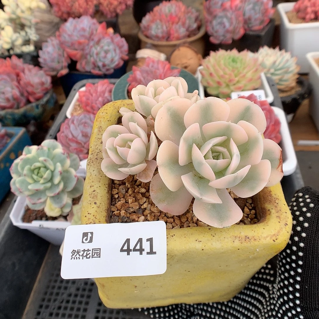 441鲁士锦多肉植物6666