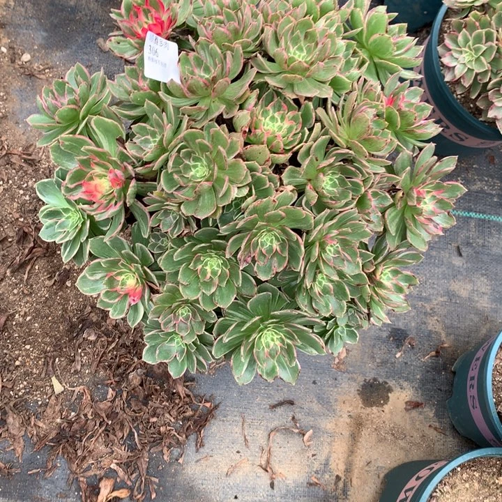 306万花桶多肉植物特价