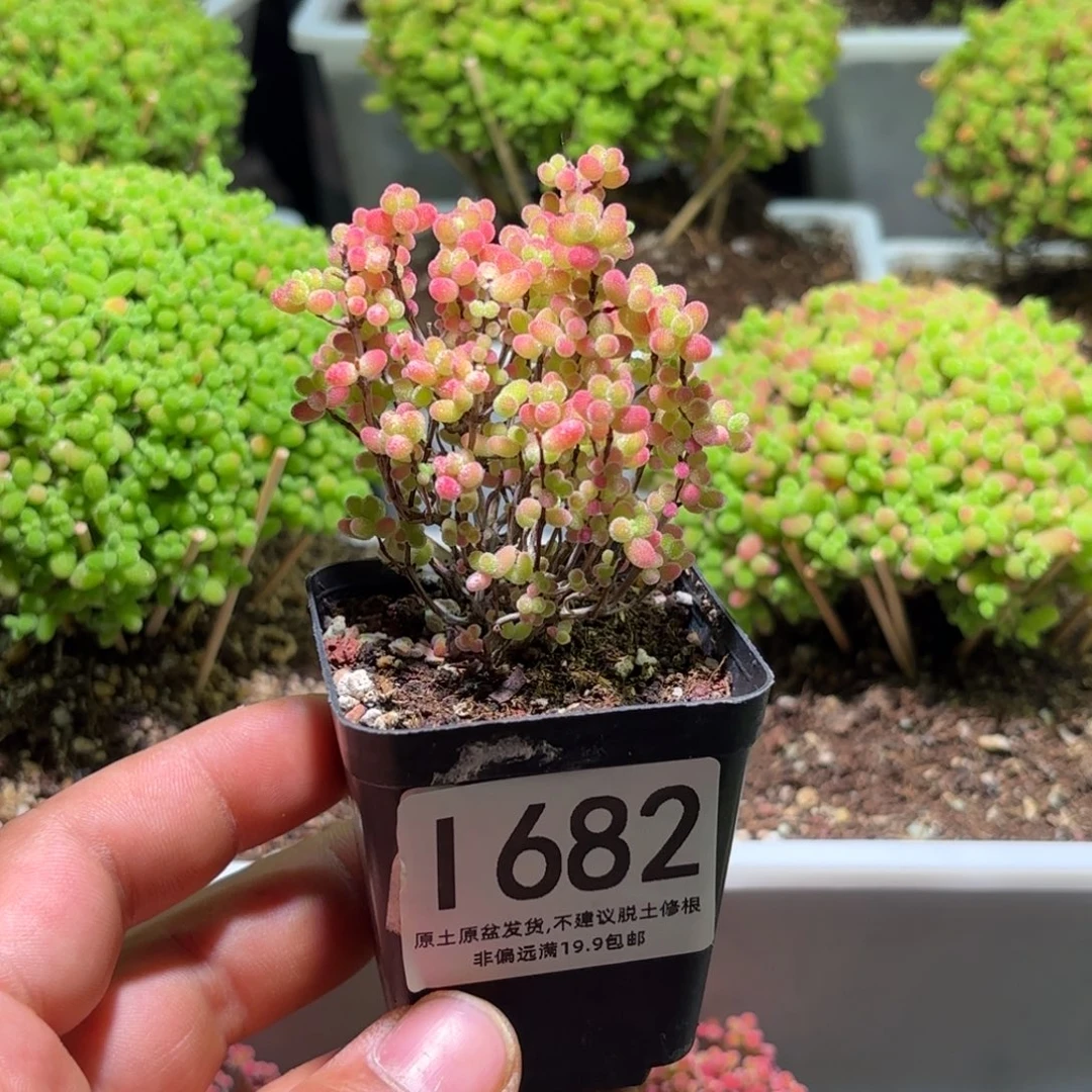枝干番杏蜜橘糖球特价L682