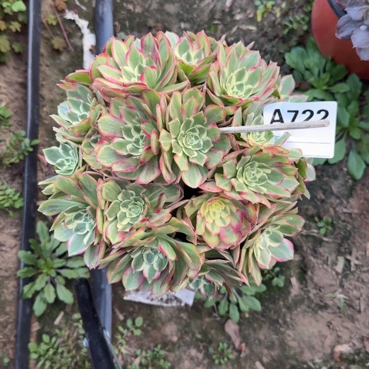 千玺722号多肉法师多肉