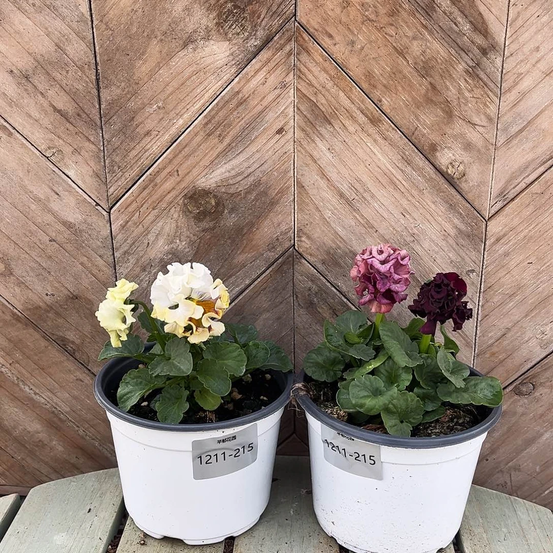 完全开放1211-215