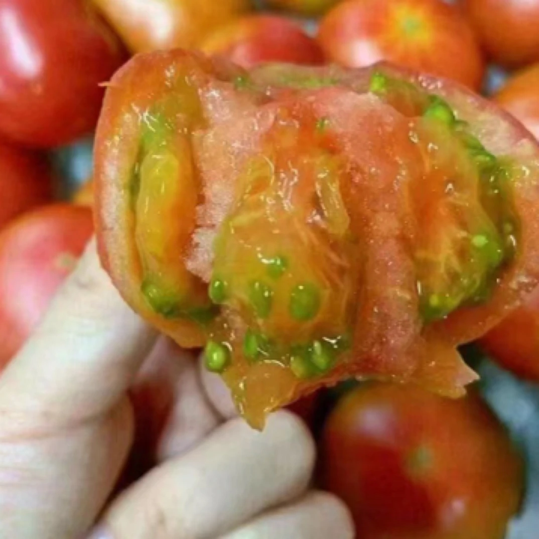 【草莓番茄一份】小时候的味道（一份500克约4-5个）铁皮柿子大连市辽宁省大连市