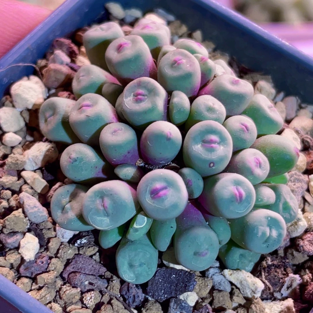 1380b嘟嘟嘴小红嘴植物一物一拍