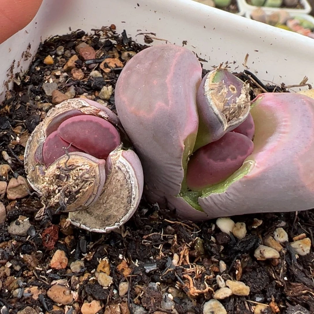 1.18好看的多肉441