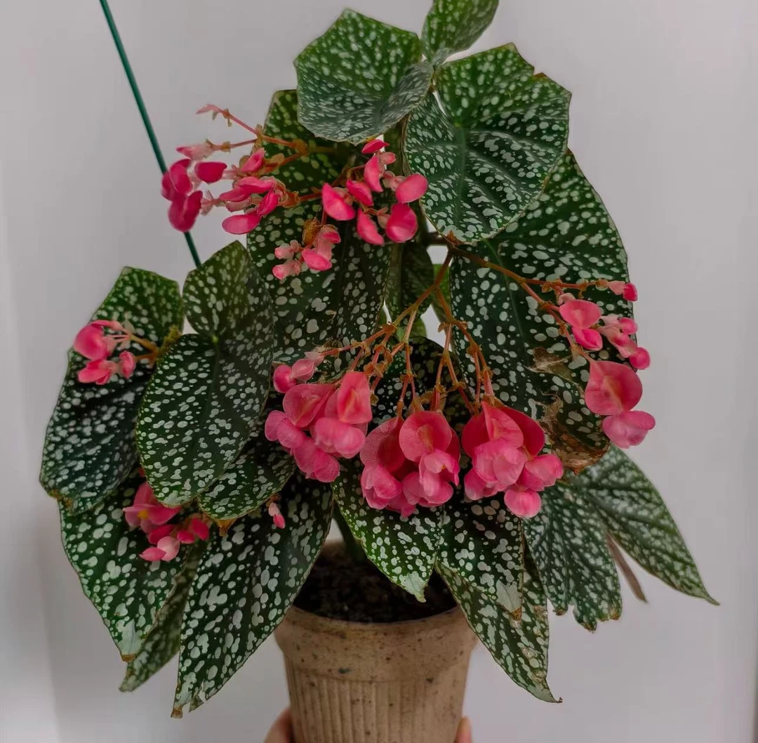 【富士山秋海棠】原盆原土室内高端好养观叶绿植