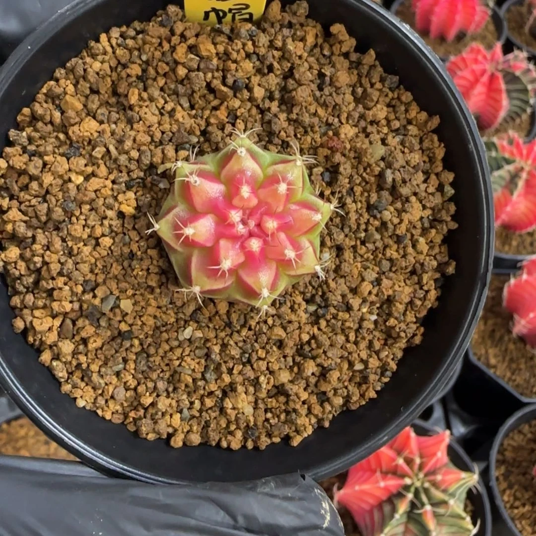 泰系名品侧芽小红帽