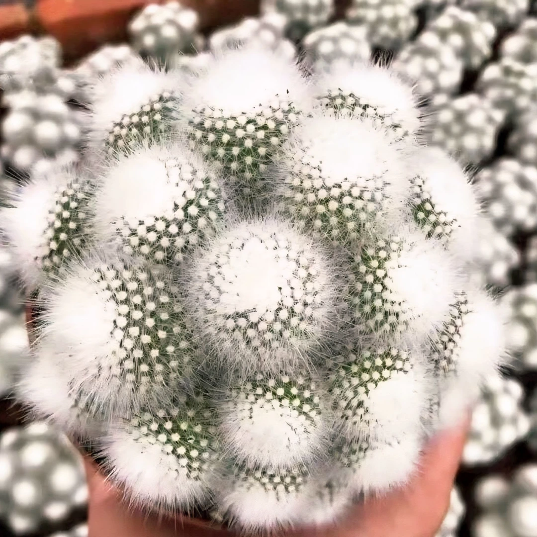 白小丁 精品仙人球不扎手多头白雪光白公主软刺懒人四季办公室