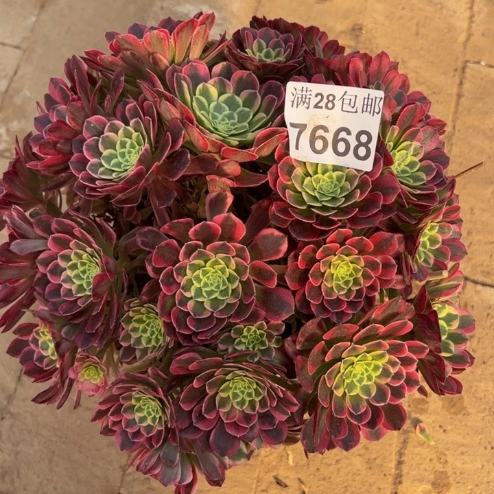 7668朝霞多肉植物