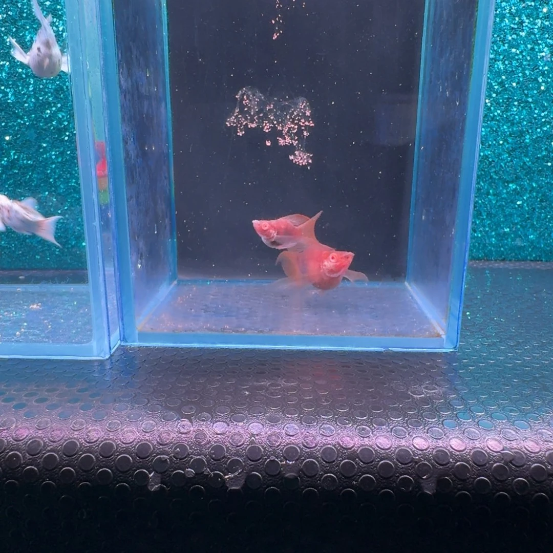 黑玛丽鱼494号玛丽2条