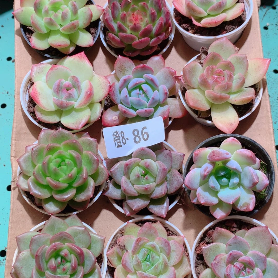 8-86一物一拍多肉带盆18颗