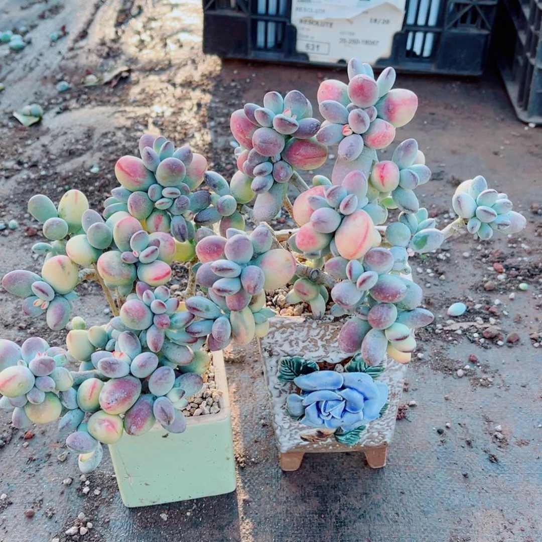 乒乓福娘锦一颗的