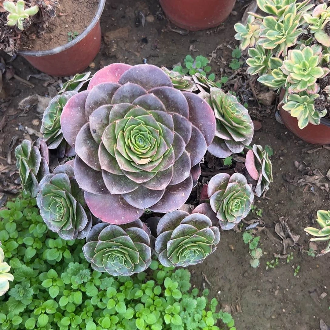 ឩ***࿐多肉植物媚金玫瑰