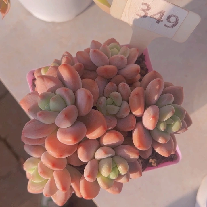 健健康康平平安安