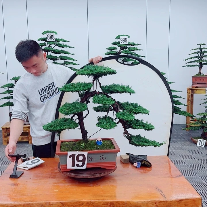 松树盆景一物一拍
