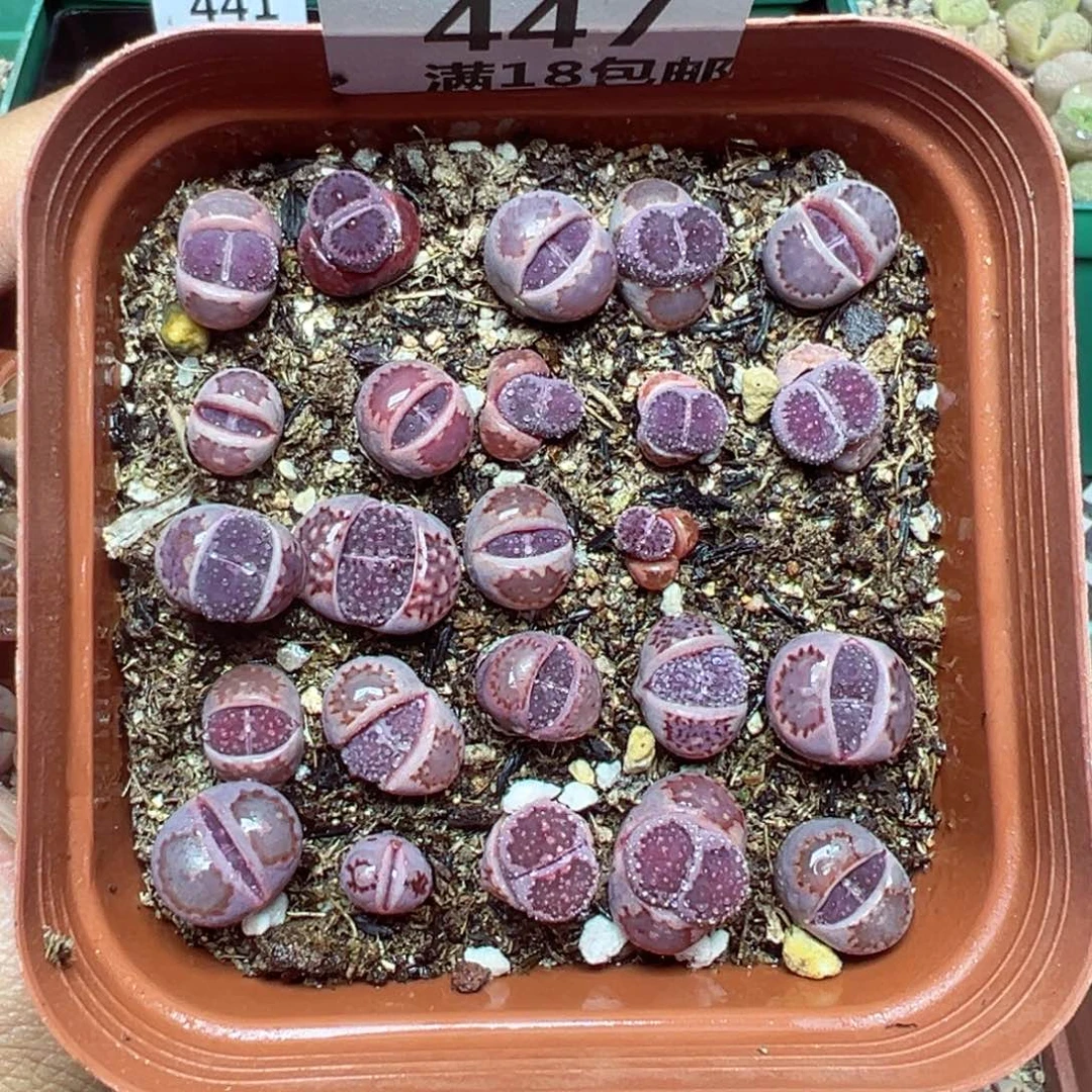 【闪购商品】 447。