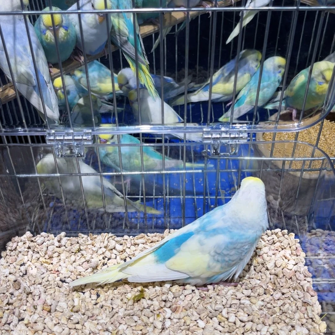 虎皮鹦鹉金彩虎皮鹦鹉，一物一拍不退换