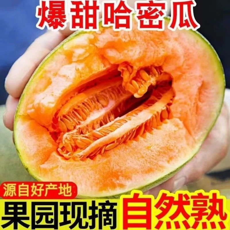 海南脆甜哈密瓜当季新鲜采摘脆甜西州蜜香甜多汁新鲜水果产地直发