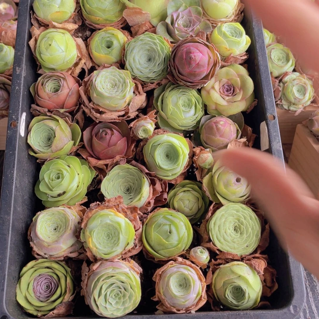 保底三十颗量拍88888