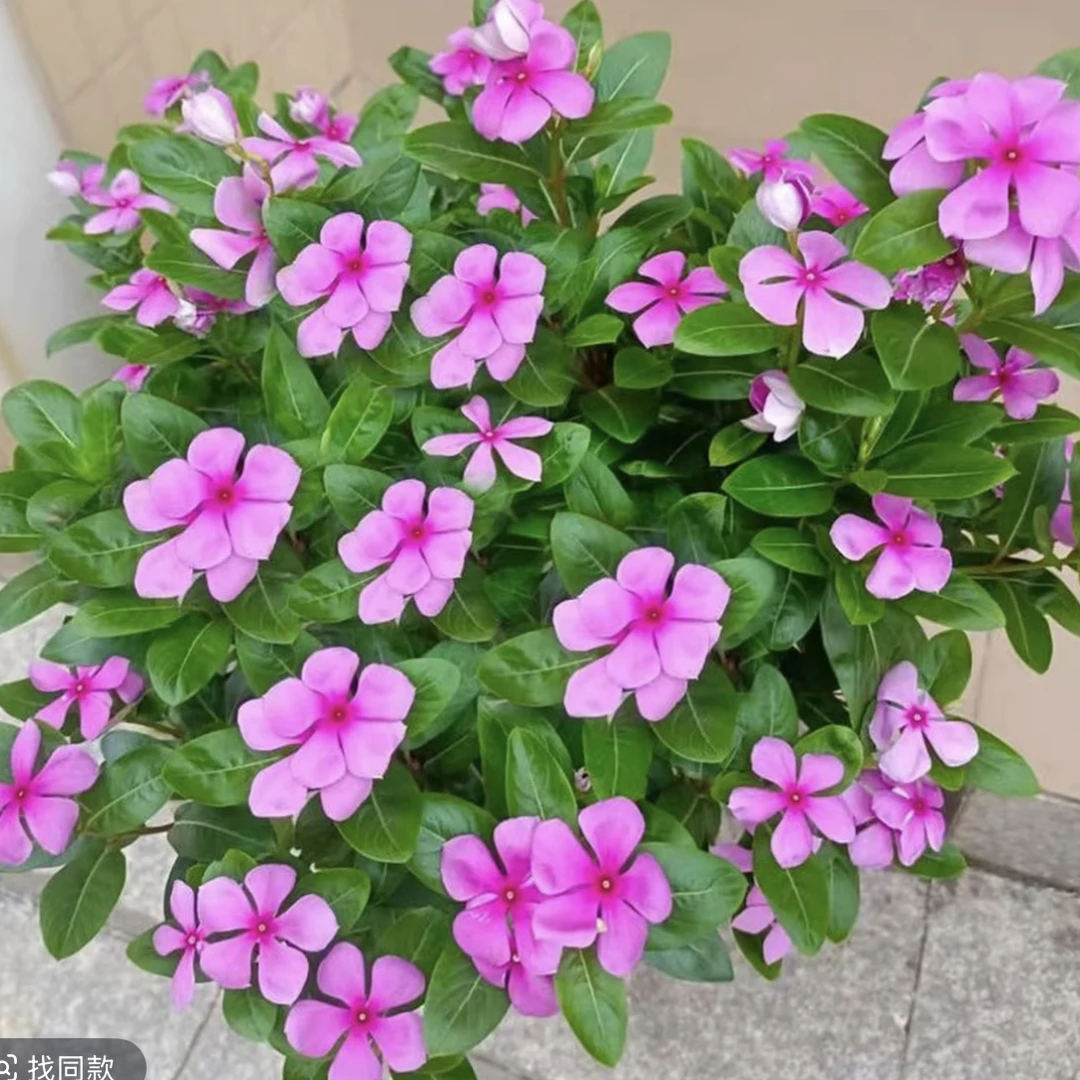 长春花盆栽带花苞四季观花耐热花卉适合阳台庭院种植