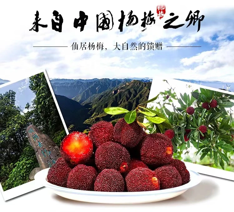 正宗仙居东魁杨梅现摘现发应季新鲜水果酸甜爆汁江浙沪包邮