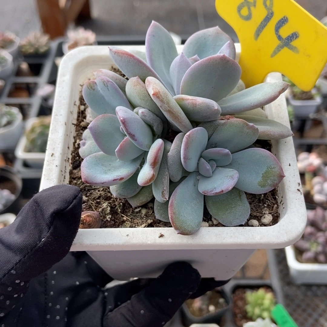 894奶茶多肉植物多肉