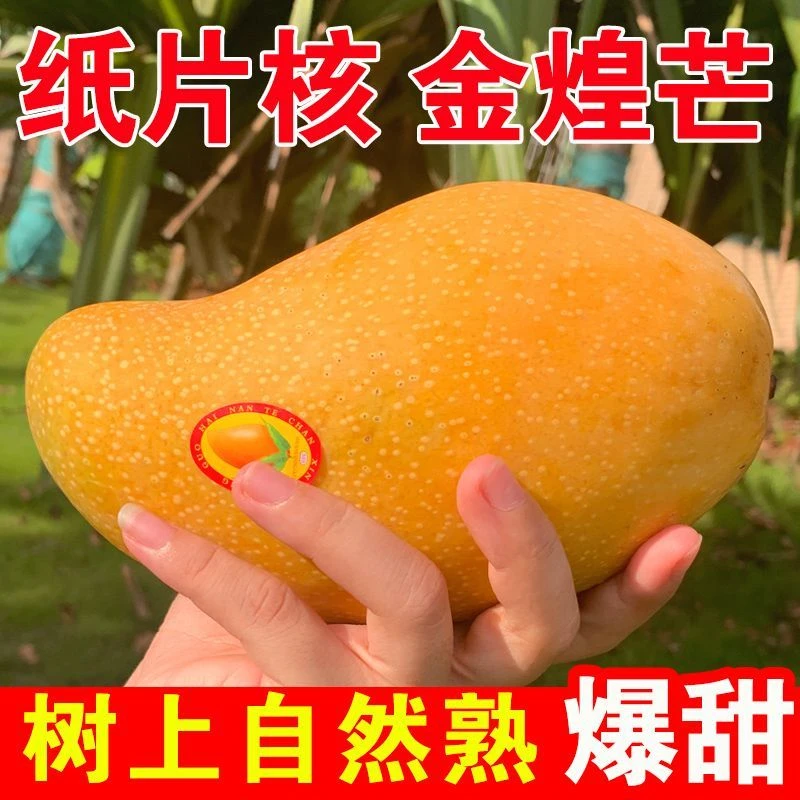 【精品礼盒包装】云南金煌芒新鲜应季水果核薄肉厚香甜【顺丰包邮】