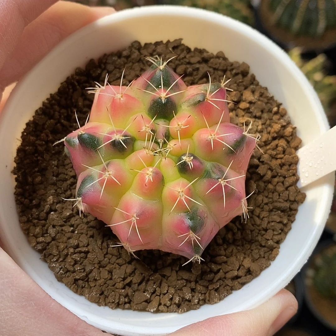 叮***哈太阳皇冠侧芽瑕疵福利