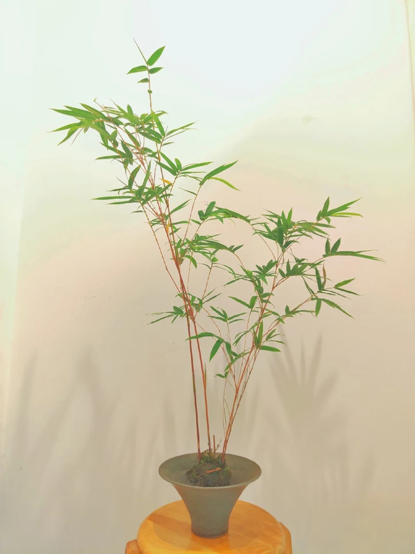 桌面盆栽红观音竹书房办公室庭院阳台好养绿植花卉