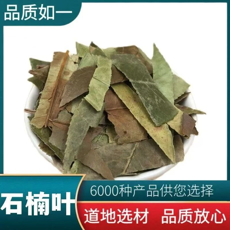 石楠叶 中药材 石楠叶 石南叶 新货无杂 石楠藤叶