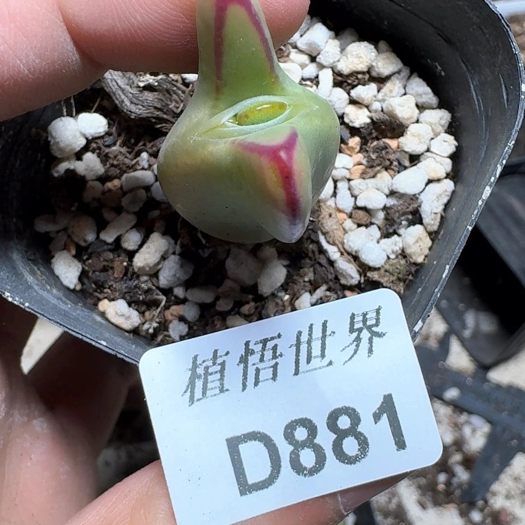 881号多肉植物哇c f