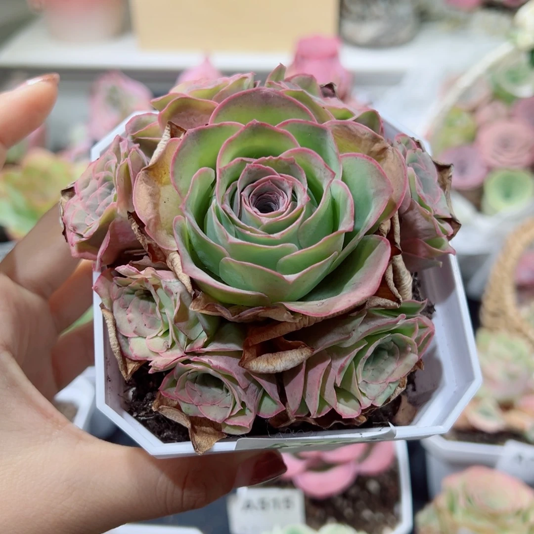 ****#753边线蕾丝手捧花。