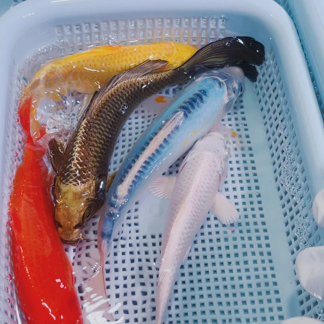 锦鲤锦鲤冷水鱼观赏