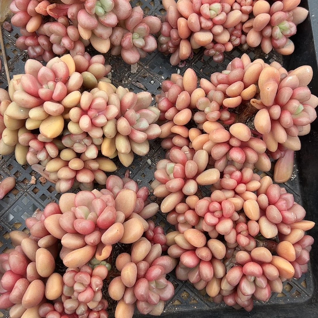 星峰派。