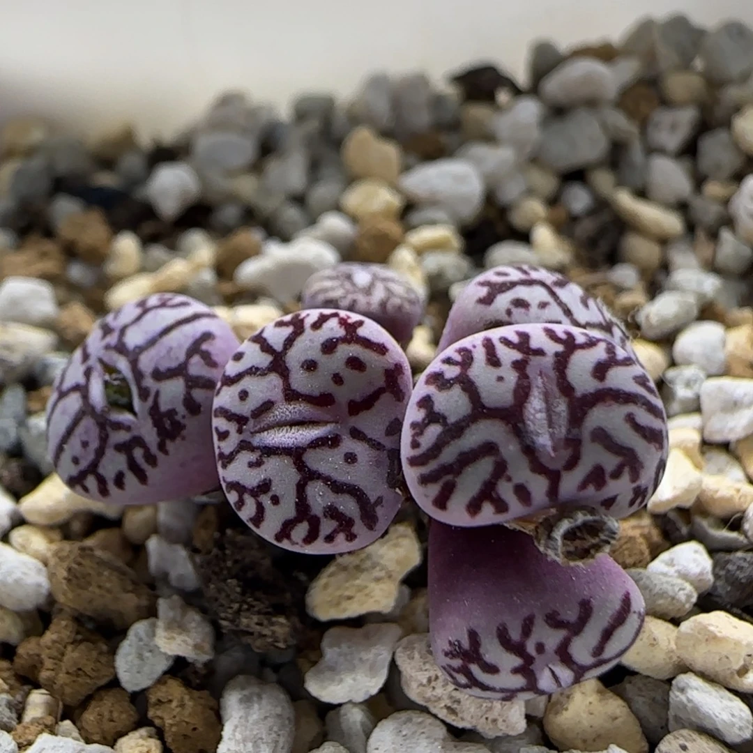 10-3-9-1当天满38包邮日本原株井出墨小锥脱土