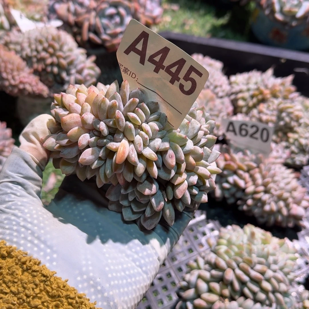 加*糖呀呀呀呀呀呀呀呀