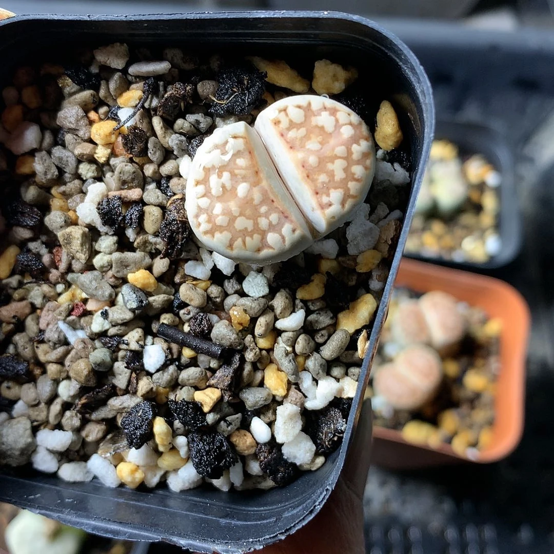 G40多肉植物保护