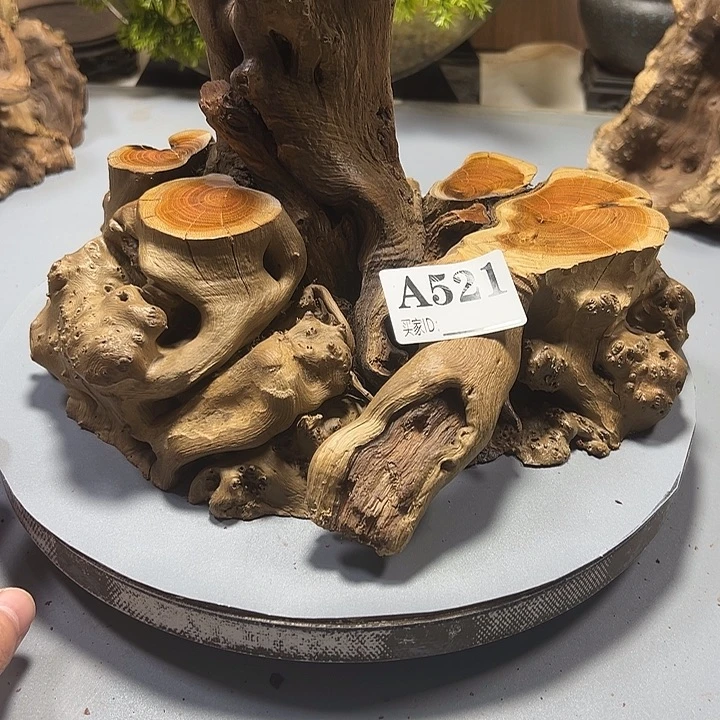 陪***我大果紫檀（缅甸花梨）