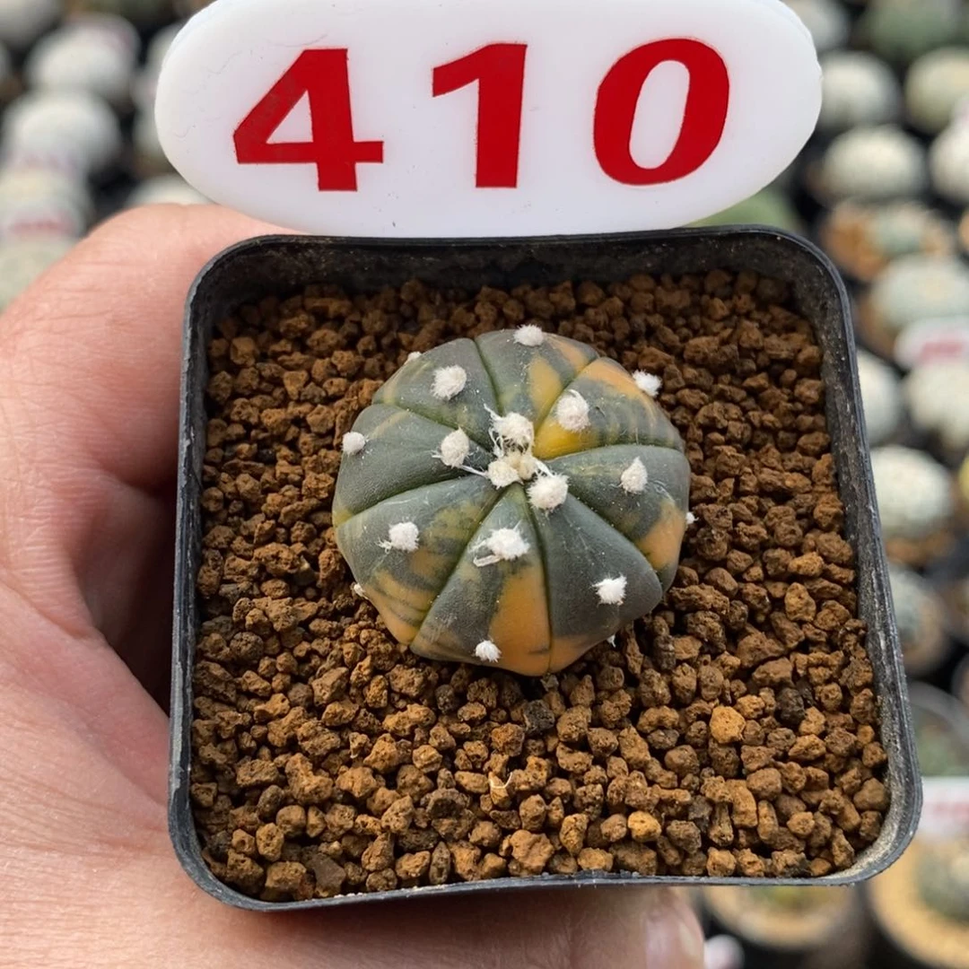 410兜锦福利多多