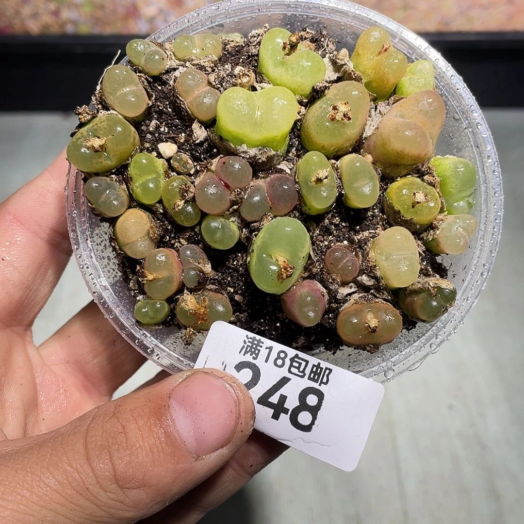 当天凑满十八元包邮生石花