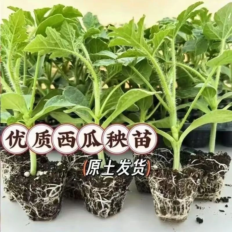 麒麟瓜嫁接苗8424西瓜苗早熟耐旱四季种植地栽盆栽种苗